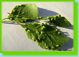 Eriophyes similis similis 